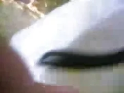 गहन कमबख्त संकलन सेक ...