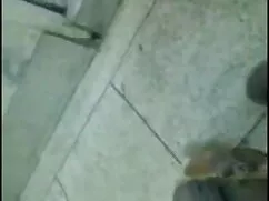 गधा गड़बड़ किया जा र ...